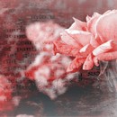 תמונת טפט ורדים רומנטיים